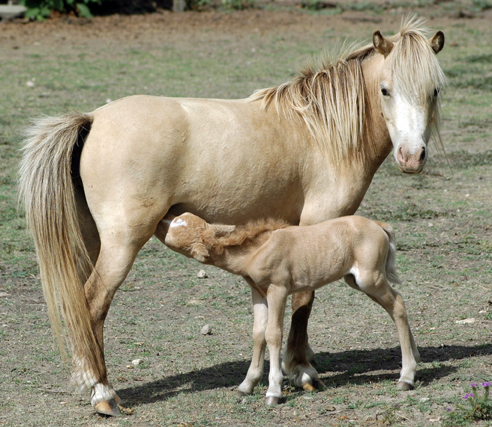 Little America's Skip's Miss Tyler